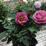 Sachet ™ rose photo