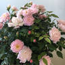 Sweet Fairy rose photo