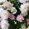 Sweet Fairy rose photo