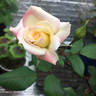 X-Rated rose photo