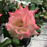 X-Rated rose photo