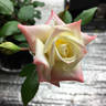 X-Rated rose photo