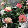 X-Rated rose photo