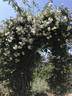 Wickwar rose photo