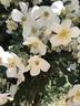 Wickwar rose photo