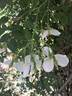 Wickwar rose photo