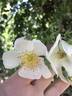 Wickwar rose photo