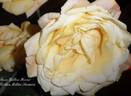 Yellow Hoover rose photo