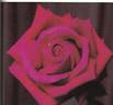 Red Vision rose photo