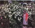 Tuhua rose photo