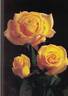 Lord Gold ® rose photo