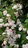 Brise Parfum ® rose photo