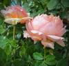Charles de Nervaux rose photo