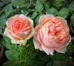 Charles de Nervaux rose photo