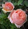 Charles de Nervaux rose photo