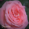Dearest rose photo