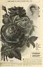Marion Dingee rose photo