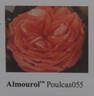 Almourol ™ rose photo