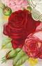 Marion Dingee rose photo