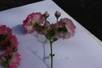 Lady Gay rose photo