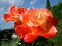 Lindaraja rose photo