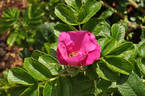 Neutron rose photo
