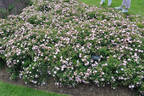 Gentle Cover ™ rose photo