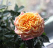 Apollo Parade ® rose photo
