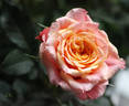 Apollo Parade ® rose photo