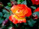 Rumba ® rose photo