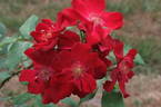 Hamburg rose photo