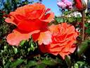 Candelabra ™ rose photo