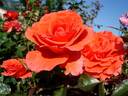 Candelabra ™ rose photo