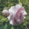 Esiko rose photo