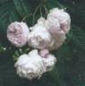 Esiko rose photo
