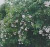 Esiko rose photo