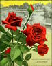 Cardinal (hybrid tea, Cook rose photo