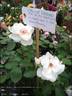 Starlight Symphony rose photo