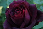 Olde Romeo rose photo
