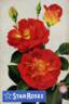 Flash rose photo