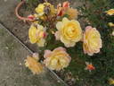 Candela rose photo
