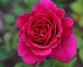 Princesse Vega rose photo