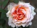 Sweet as Honey rose photo