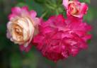 Colour Buffet rose photo
