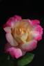 Colour Buffet rose photo