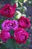Raspberry Rapper rose photo