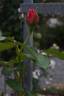 Ballet, Cl. rose photo