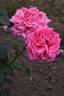 Ballet, Cl. rose photo