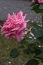 Ballet, Cl. rose photo