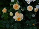 Chippendale Gold rose photo